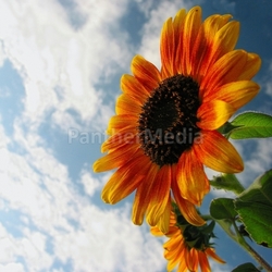 summer freu (n) de