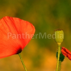 poppy plants