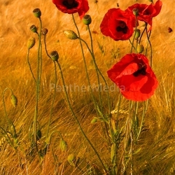 mohn im kornfeld