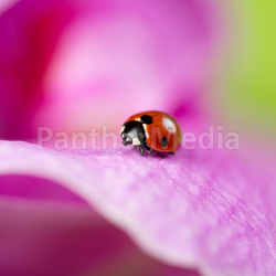 ladybug on a leaf of an orchid