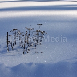 structures iv
