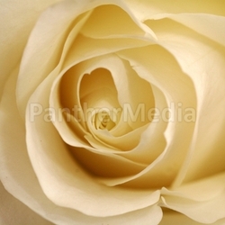 wedding rose