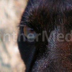 black panther