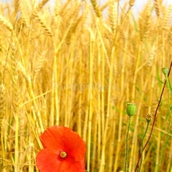 cereals