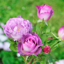 new rose blue for you