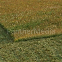 harvest