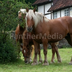 Pferdefamilie