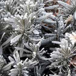 frosty
