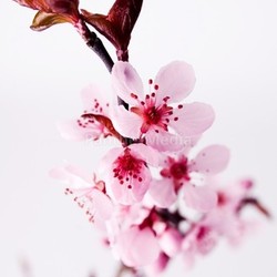 blutpflaume 2